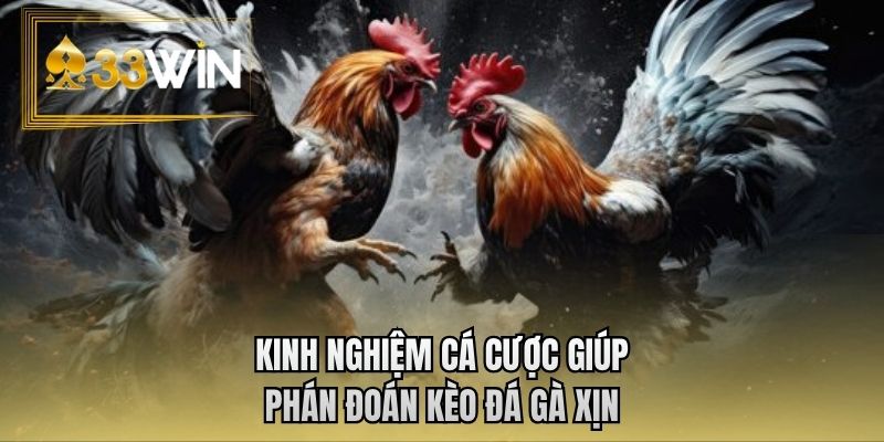 Kinh nghiệm cá cược giúp phán đoán kèo đá gà xịn
